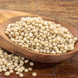 Sorghum