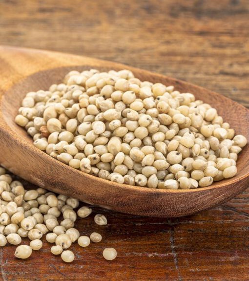 Sorghum