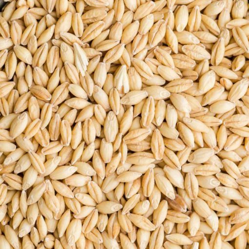 Barley - Image 3