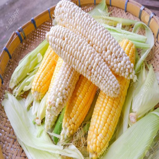Maize (yellow, white) - Image 2
