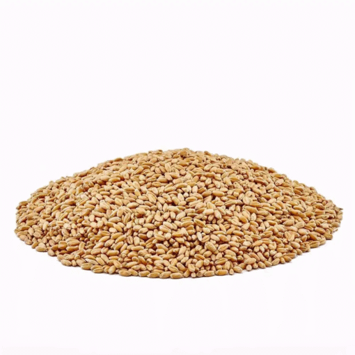 Wheat (hard, soft, durum) - Image 2