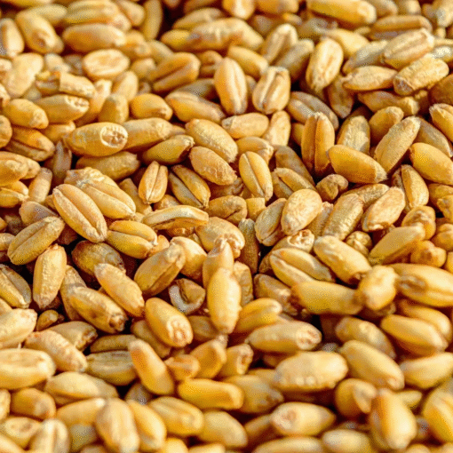 Wheat (hard, soft, durum) - Image 3