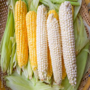Maize (yellow, white)
