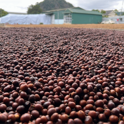 Arabica - Image 2