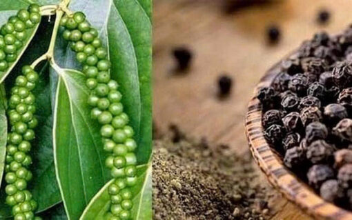 Black pepper - Image 3