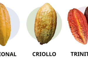 Cocoa Bean Types for Trade