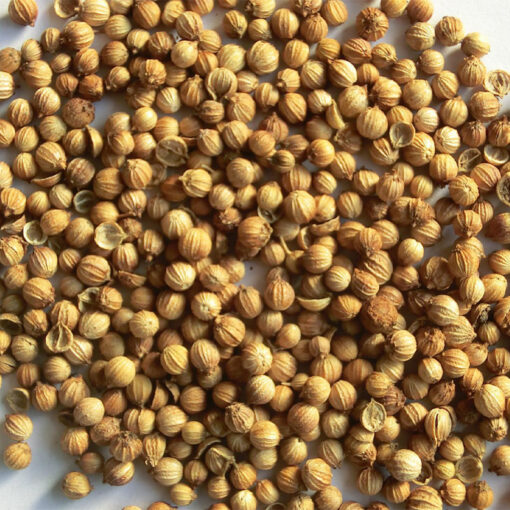 Coriander - Image 2
