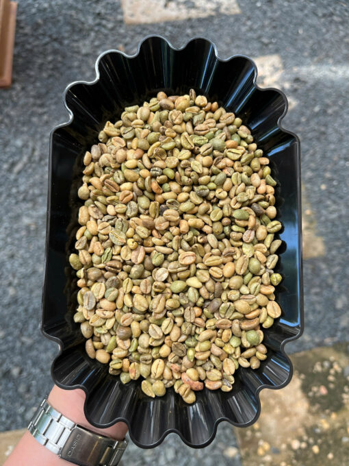 Excelsa