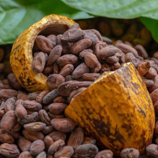 Cocoa Bean Types for Trade (Forastero, Criollo, Trinitario) - Image 4