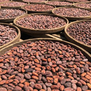 Cocoa Bean Types for Trade (Forastero, Criollo, Trinitario)