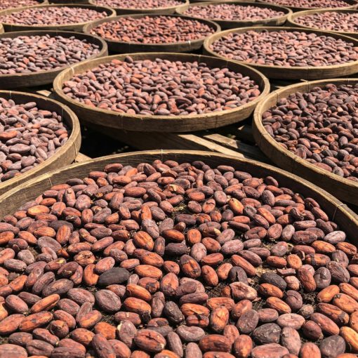 Cocoa Bean Types for Trade (Forastero, Criollo, Trinitario)