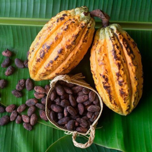 Cocoa Bean Types for Trade (Forastero, Criollo, Trinitario) - Image 2