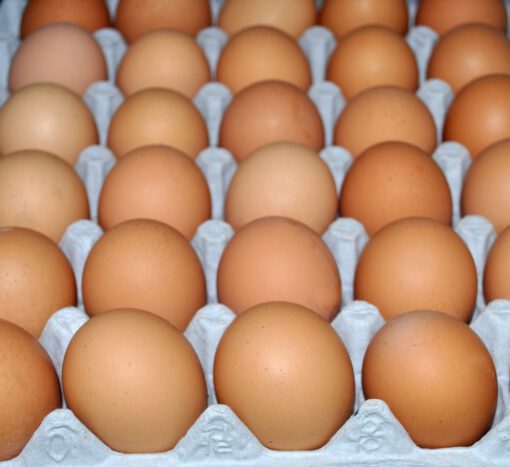 Table eggs (white/brown, graded) - Image 4